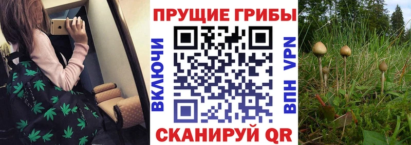 Псилоцибиновые грибы MAGIC MUSHROOMS  kraken сайт  Свирск 